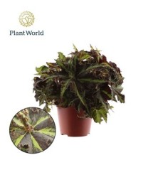 BEGONIA REX LIONDANCE MACETA 12CM