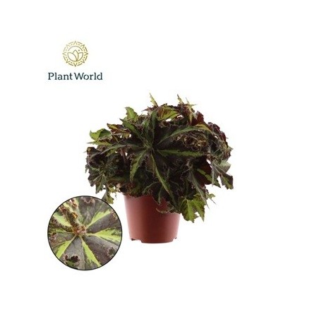 BEGONIA REX LIONDANCE MACETA 12CM