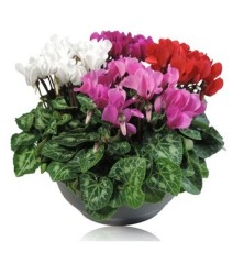 CYCLAMEN PERSICUM TARRINA 23CM