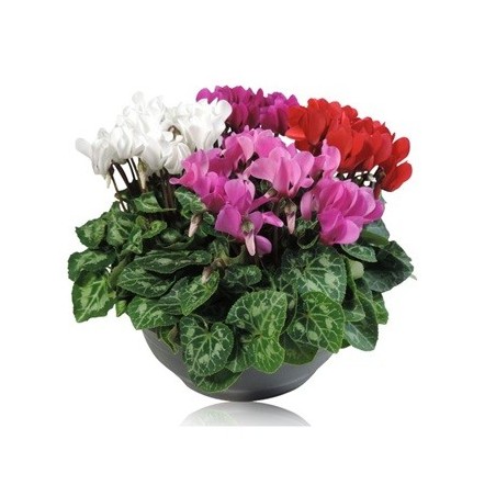 CYCLAMEN PERSICUM TARRINA 23CM