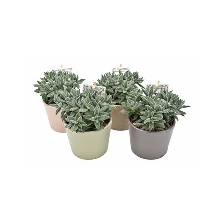 CRASA TARANTULA + MACETA CERAMICA 12CM