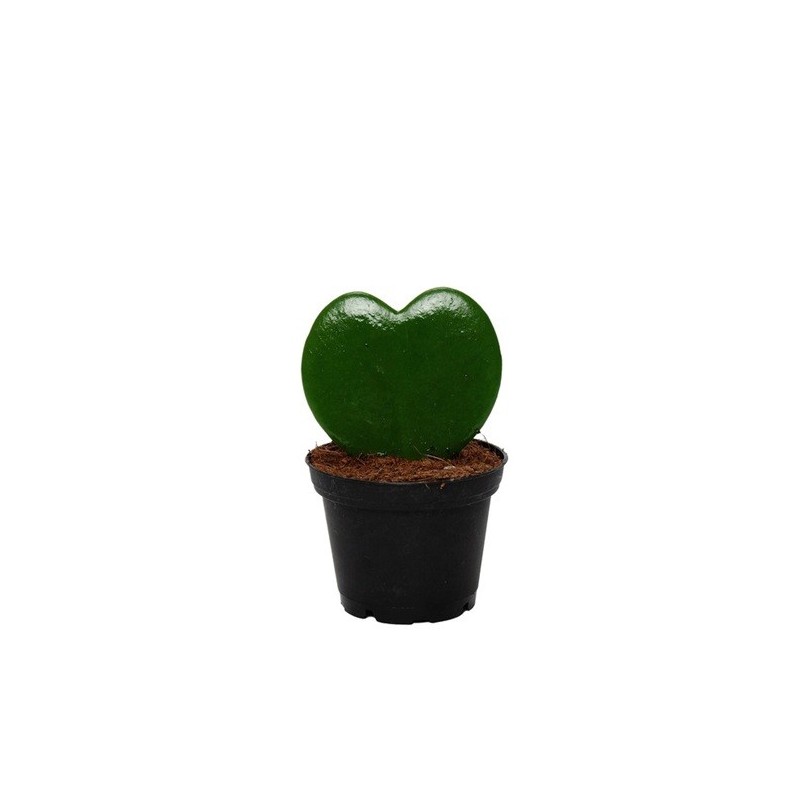 HOYA KERRII FORMA CORAZON MACETA 7CM