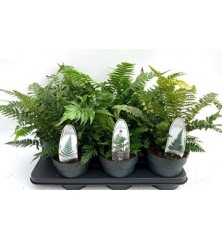 HELECHOS EXTERIOR MIX ALTO 15CM Y MACETA 15CM