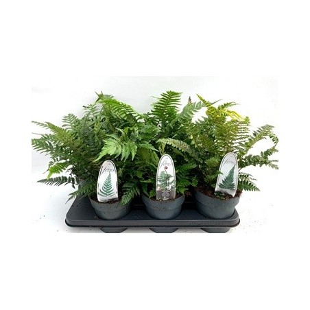 HELECHOS EXTERIOR MIX ALTO 15CM Y MACETA 15CM