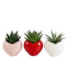 SUCULENTAS EN MACETA FORMA DE CORAZON 6CM