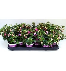 FUCHSIA (PENDIENTES DE LA REINA) MACETA 10,5CM