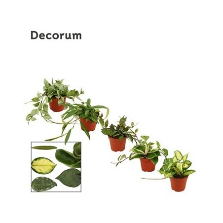 HOYA MIX MEZCLADO MACETA 9CM