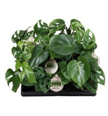 MONSTERA MINI MIX MACETA 6CM