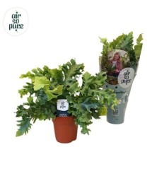 PHLEBODIUM AUR DAVANA MACETA 12CM