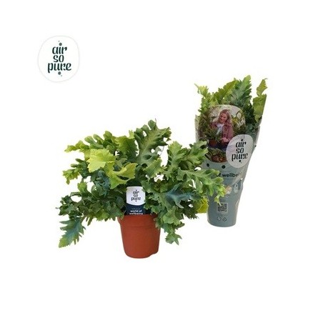 PHLEBODIUM AUR DAVANA MACETA 12CM