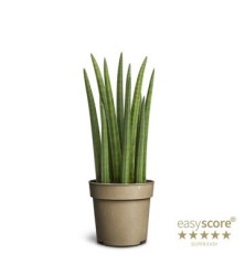 SANSEVIERA CILINDRO ROCKET MACETA 11CM