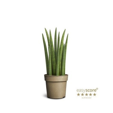 SANSEVIERA CILINDRO ROCKET MACETA 11CM