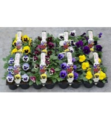 PENSAMIENTO PACK DE 6UDS