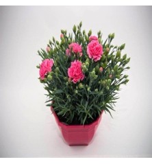 CLAVEL CARNELIA TARRINA COLOR 20CM