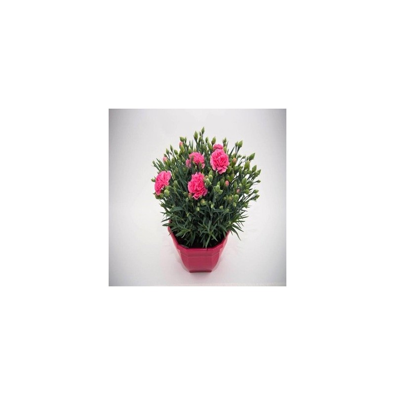 CLAVEL CARNELIA TARRINA COLOR 20CM