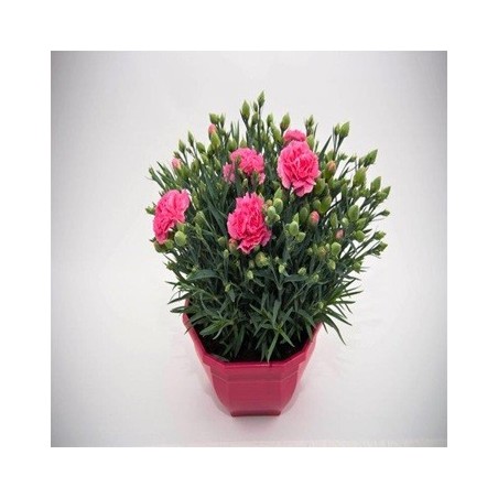 CLAVEL CARNELIA TARRINA COLOR 20CM