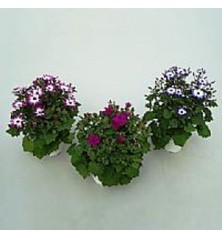 CINERARIA FLOR PERICALLIS MACETA 14CM