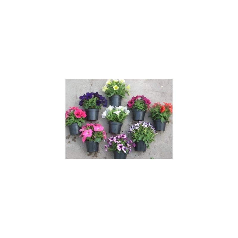 POTUNIA/GOTUNIA MACETA 14CM