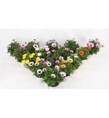 DIMORPHOTECA MACETA 13CM VARIADA