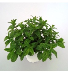 HIERBABUENA MACETA 11CM