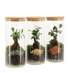 COMPOSICION TERRARIO 17X25CM