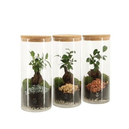 COMPOSICION TERRARIO 17X25CM