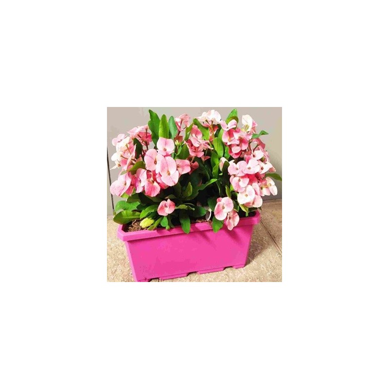 EUPHORBIA QUEEN CHARLOTTE JARDINERA 40CM