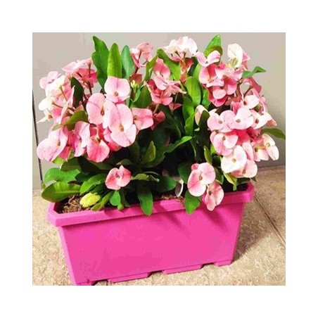 EUPHORBIA QUEEN CHARLOTTE JARDINERA 40CM