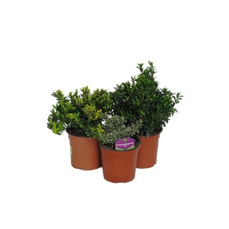 EVONIMO JAPONICA PULCHELLUS VERDE C2,5L