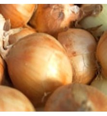 CEBOLLA BLANCA BANDEJA 12PLANTONES