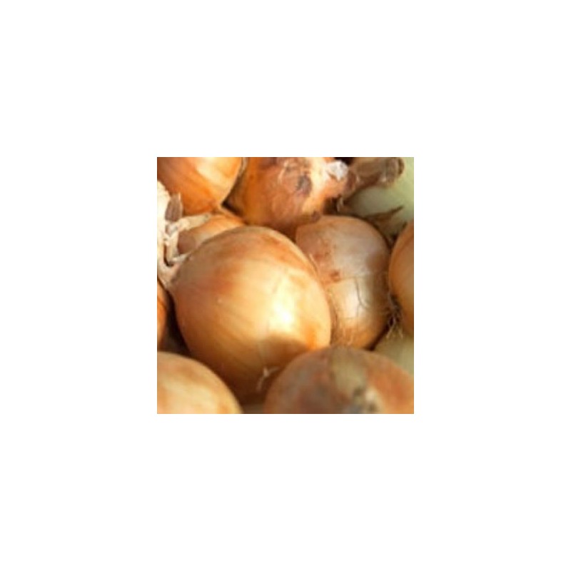 CEBOLLA BLANCA BANDEJA 12PLANTONES