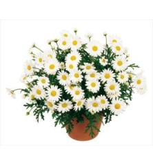 MARGARITA BLANCA TARRINA 25CM