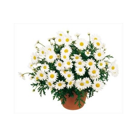 MARGARITA BLANCA TARRINA 25CM