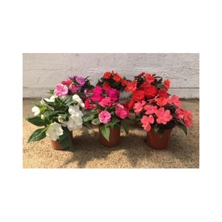 ALEGRIA NUEVA GUINEA MACETA 13CM