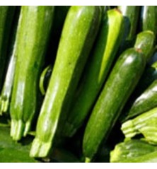 CALABACIN VERDE PACK 6 PLANTONES