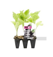 BERENJENA NEGRA LARGA PACK 6 PLANTONES