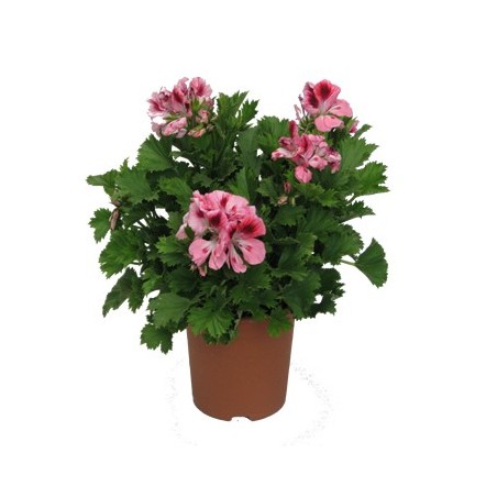 GERANIO GRANDIFLORA PELARGONIO MACETA 15CM