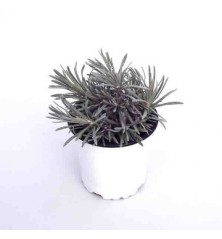 CURRY (HELICHRYSUM) MACETA 10,5CM