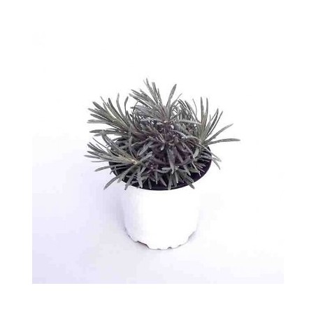 CURRY (HELICHRYSUM) MACETA 10,5CM