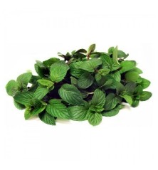 MENTA CHOCOLATE MACETA 10,5CM