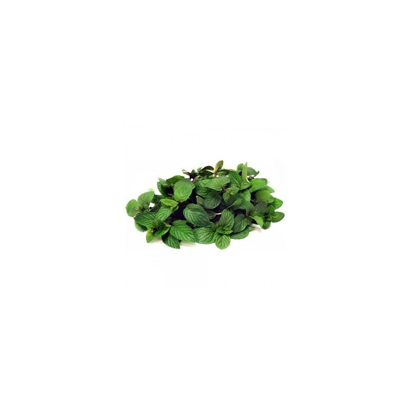 MENTA CHOCOLATE MACETA 10,5CM