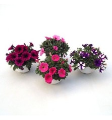 PETUNIA HIBRIDA MACETA 15CM VARIOS COLORES