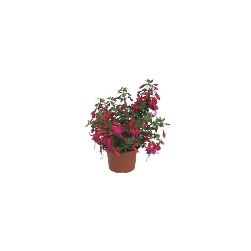 FUCHSIA (PENDIENTES DE LA REINA) MACETA 14CM