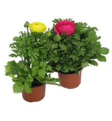 RANUNCULO MACETA 14CM