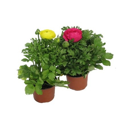 RANUNCULO MACETA 14CM