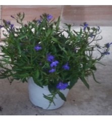 LOBELIA MACETA 15CM