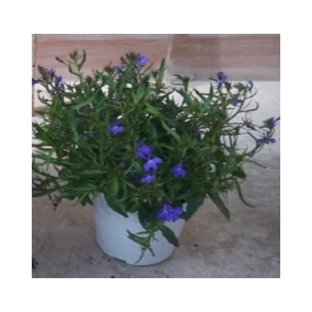 LOBELIA MACETA 15CM