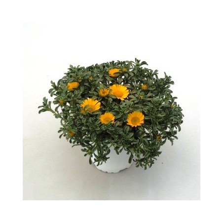 ASTERISCUS MARITIMUS MACETA 15CM