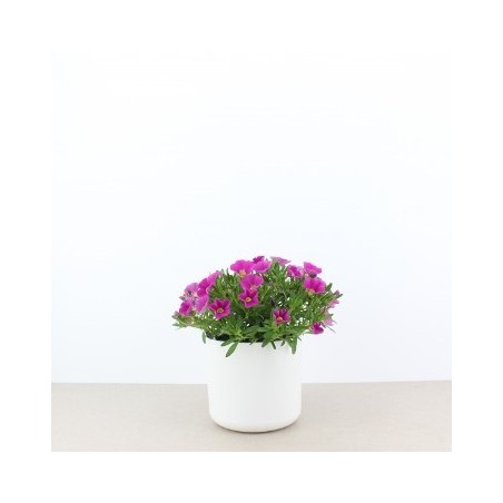 CALIBRACHOA MACETA 13CM COLORES VARIADOS