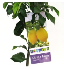 LIMONERO MACETA 25CM